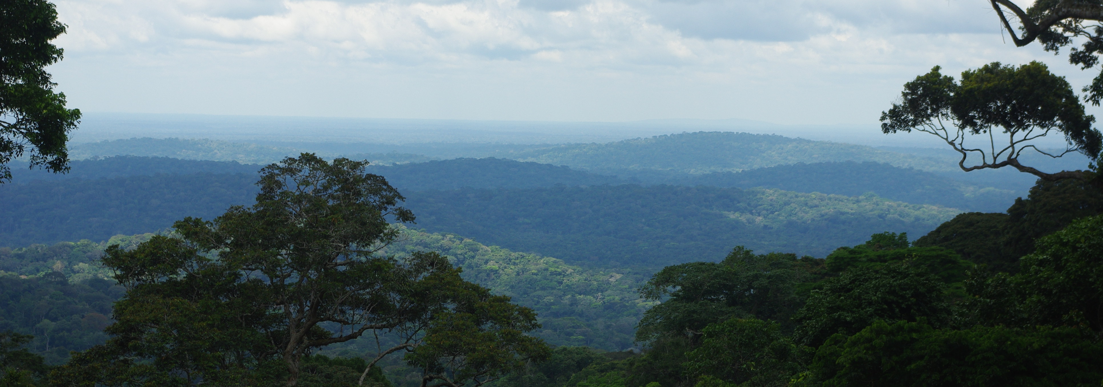 Tropical rain forest in Gabon, view from Belinga mountain.